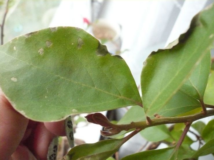 Taches sur les feuilles de bougainvilliers