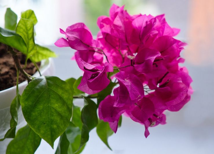 Usine de bougainvilliers