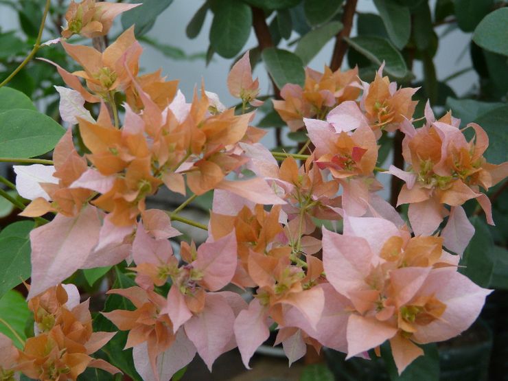 Bougainvillea Gold