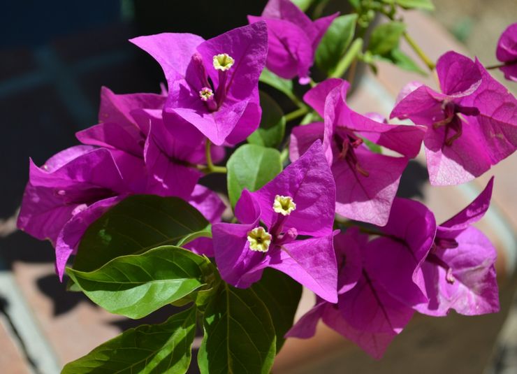 Soins des bougainvilliers à domicile