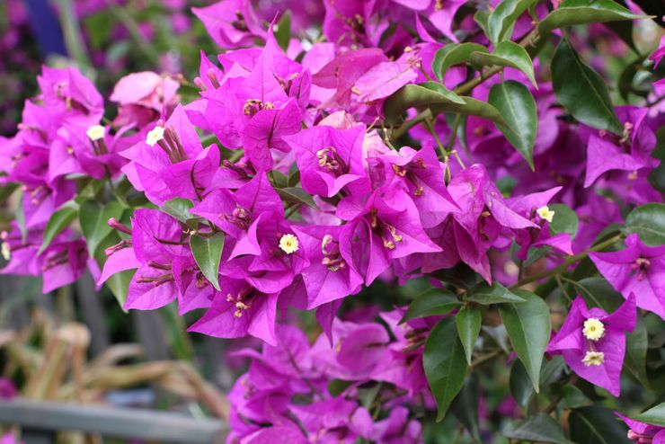 Types et variétés de bougainvilliers avec photos et noms