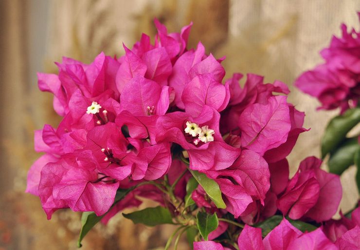 Niveau d'humidité pour les bougainvilliers