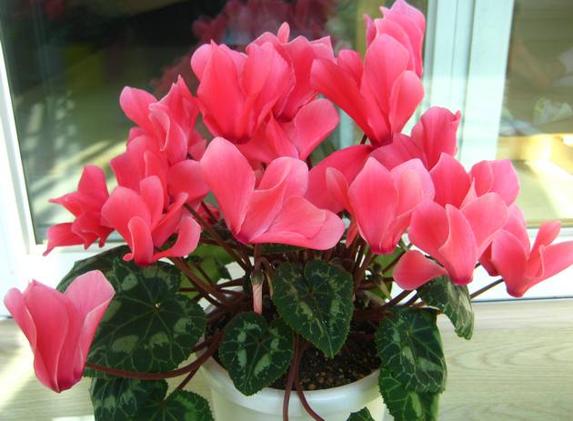 Si l'enfant est beaucoup méchant, le cyclamen aidera les parents à le calmer.