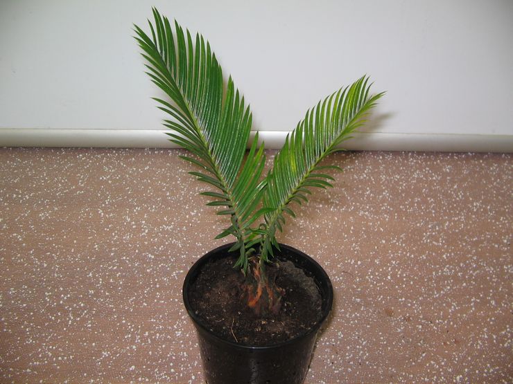 Méthodes d'élevage de cycas