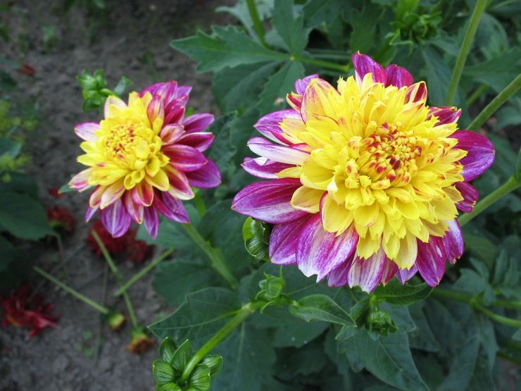 Anémone Dahlias