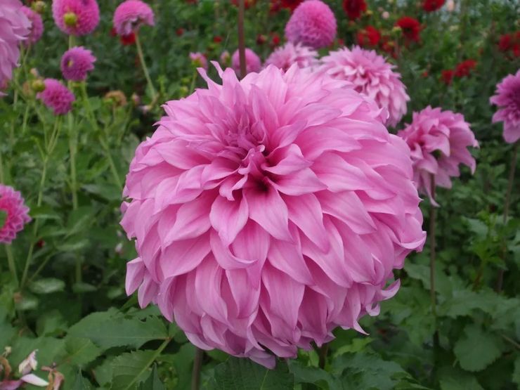 Dahlias décoratifs