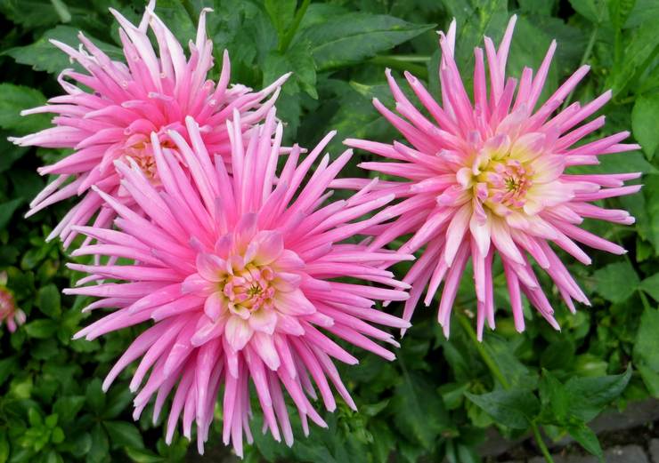 Dahlias de cactus