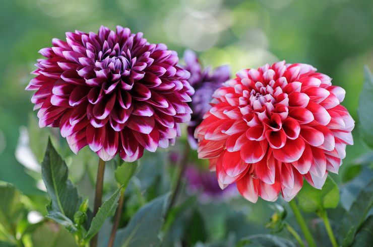 Dahlias de pivoine