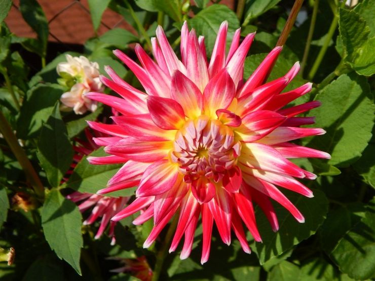 Dahlias semi-cactus