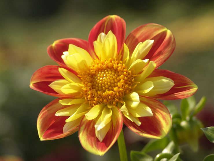 Dahlias à collier