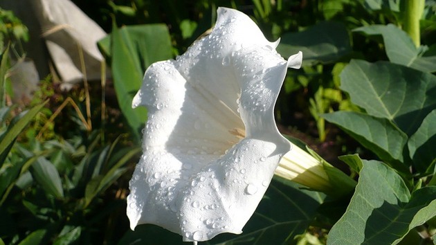 Datura est l'herbe du diable