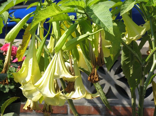 Règles de soin des fleurs