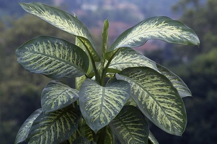 Dieffenbachia est adorable ou agréable