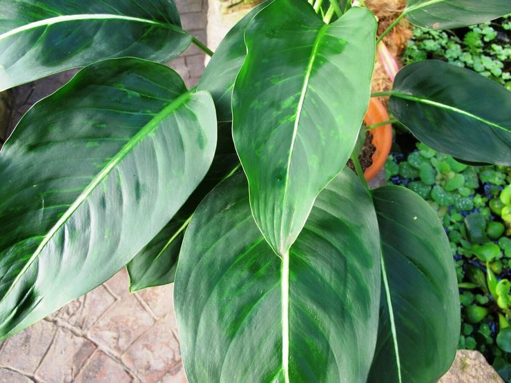 Dieffenbachia à grandes feuilles