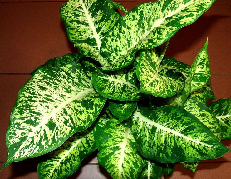 Dieffenbachia Magnifique