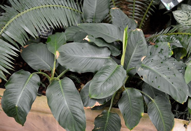 Dieffenbachia Oersted