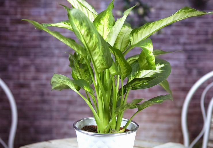 Description de Dieffenbachia