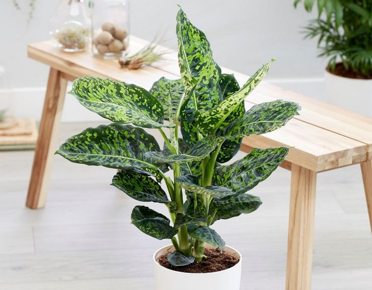 Dieffenbachia