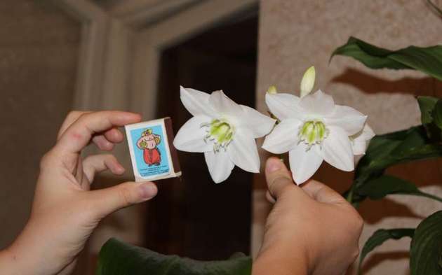 De belles fleurs qui fleurissent deux fois par an