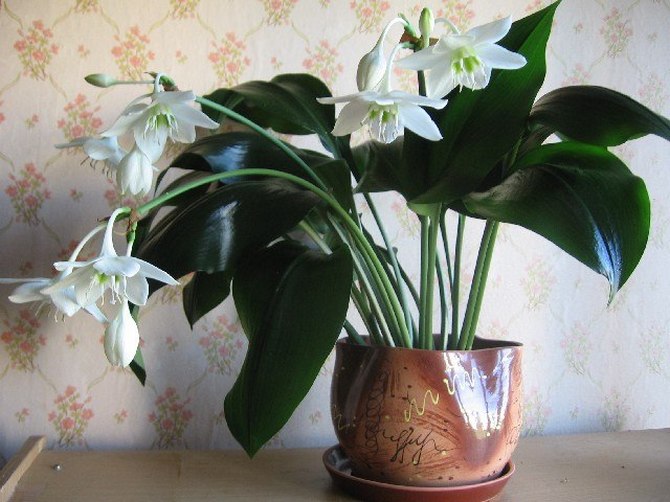 Eucharis ou lis d'Amazonie, comme on l'appelle aussi populairement, est une belle plante d'intérieur à fleurs