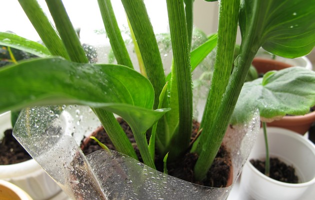 Si seulement une ou deux feuilles de la plante jaunissent, c'est normal.