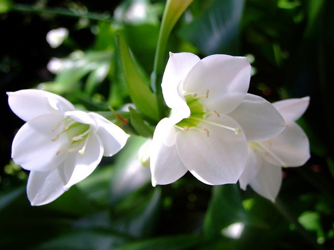 Eucharis: grandir et soigner à la maison