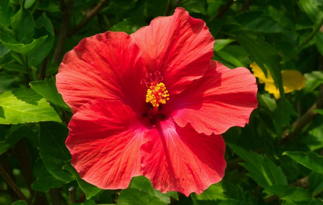 Hibiscus syrien (jardin)