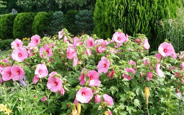 En outre, la plante est coupée non seulement pour créer une floraison luxuriante, mais également pour former une forme décorative pour le buisson.