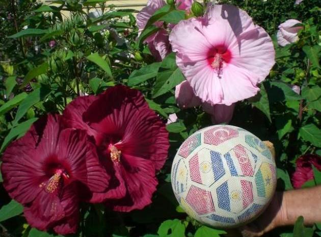 L'hibiscus syrien n'a pas besoin d'un sol spécial