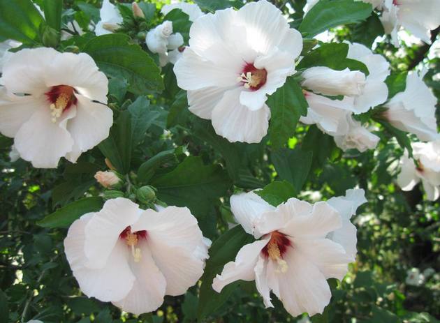 L'hibiscus de jardin nécessite peu d'entretien