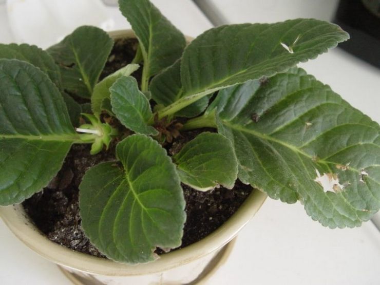 Gloxinia ravageurs et maladies