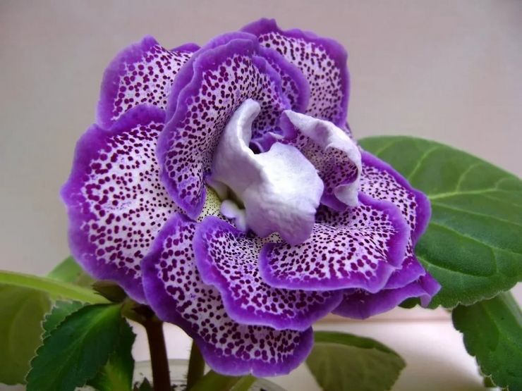 Description de Gloxinia