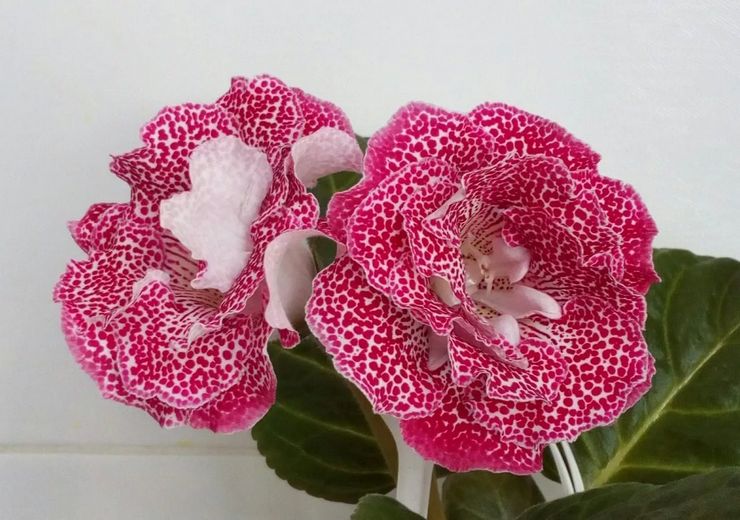 Fleur de Gloxinia