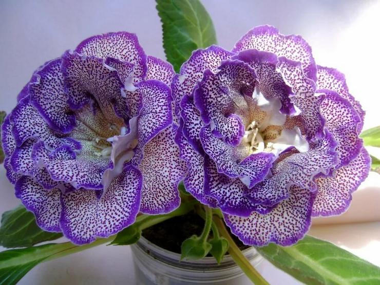 Gloxinia est belle