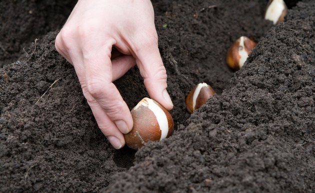 Planter des bulbes dans le sol