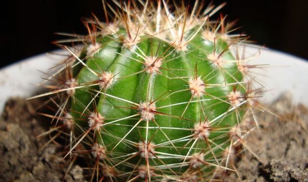 Soin des cactus