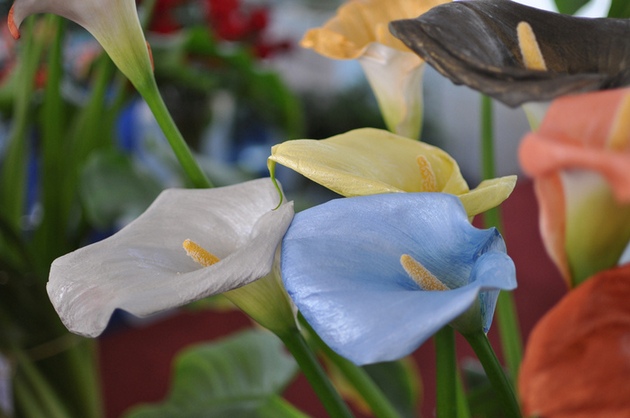 Calla a également des propriétés curatives, grâce à elle, tous les sens des autres sont exacerbés