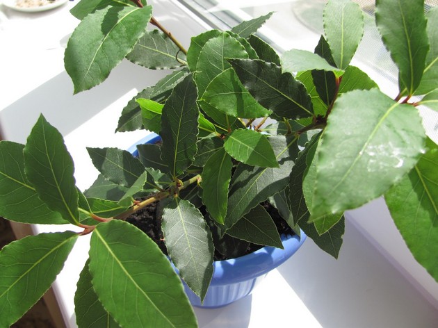 L'arbre pousse lentement, cependant, nécessite une replantation annuelle pendant qu'il est jeune.