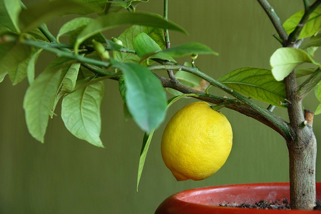 Citron dénoyauté