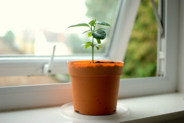 La germination est bonne à effectuer dans une serre, mais vous pouvez vous en passer.