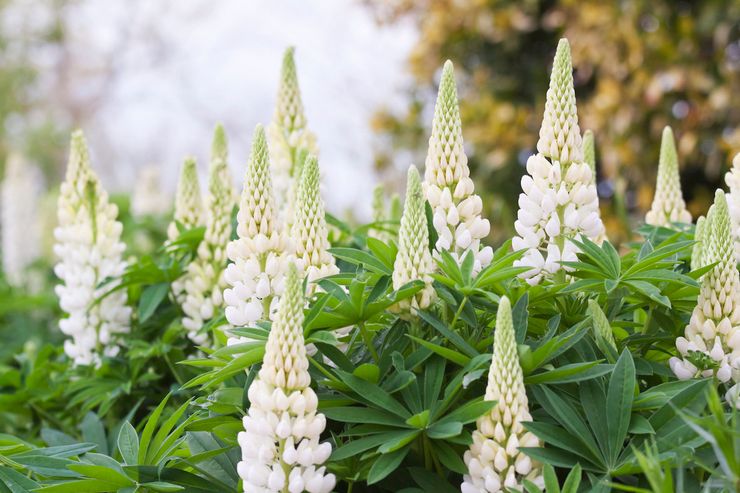 Lupin blanc