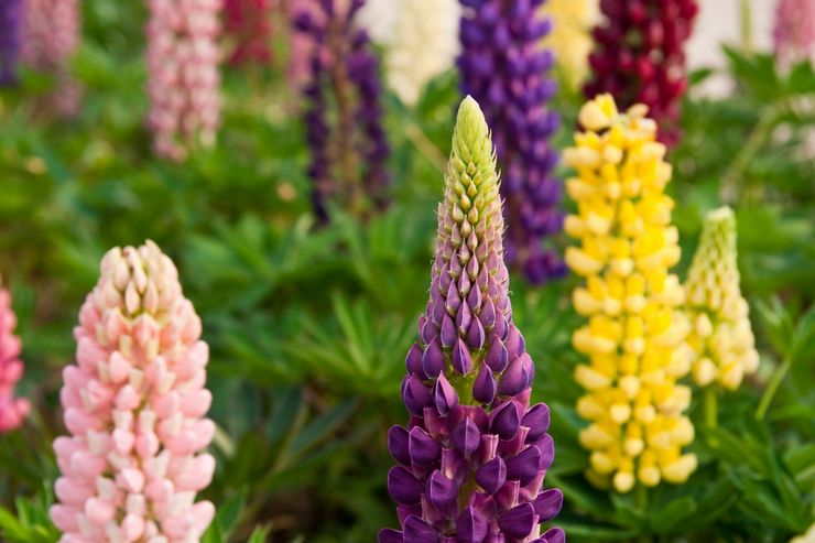 Formes hybrides de lupins