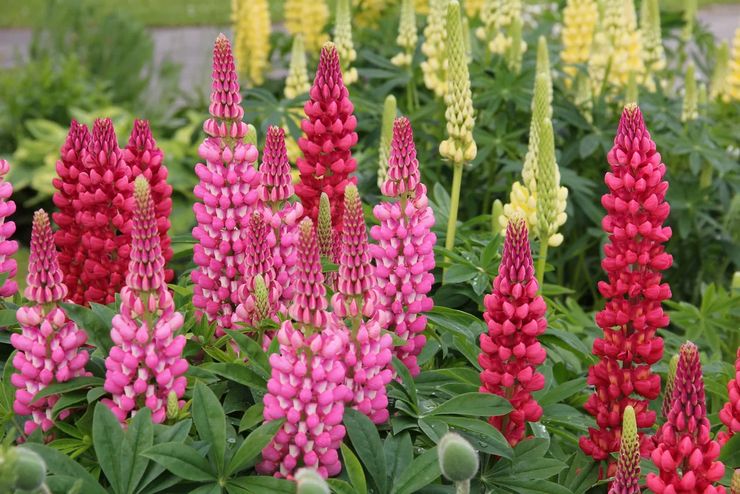 Lupin multifolié