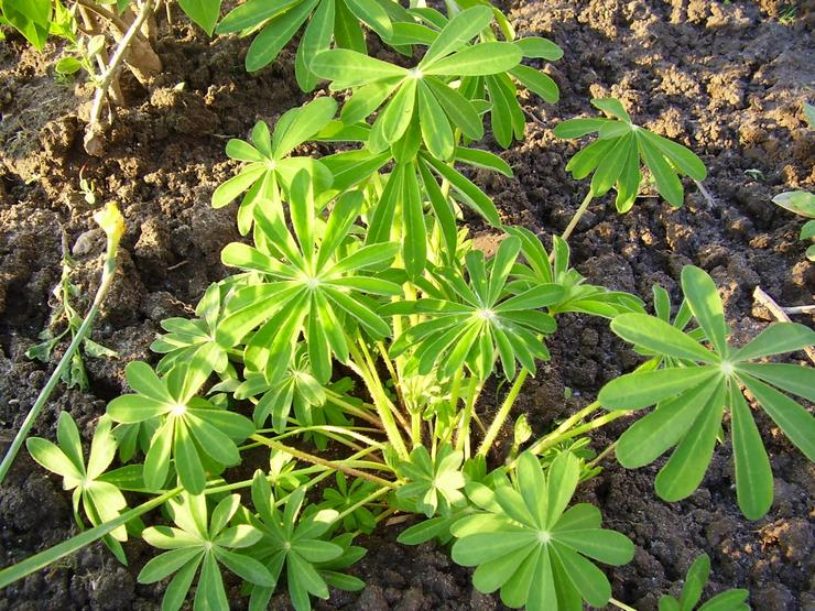 Planter du lupin en pleine terre