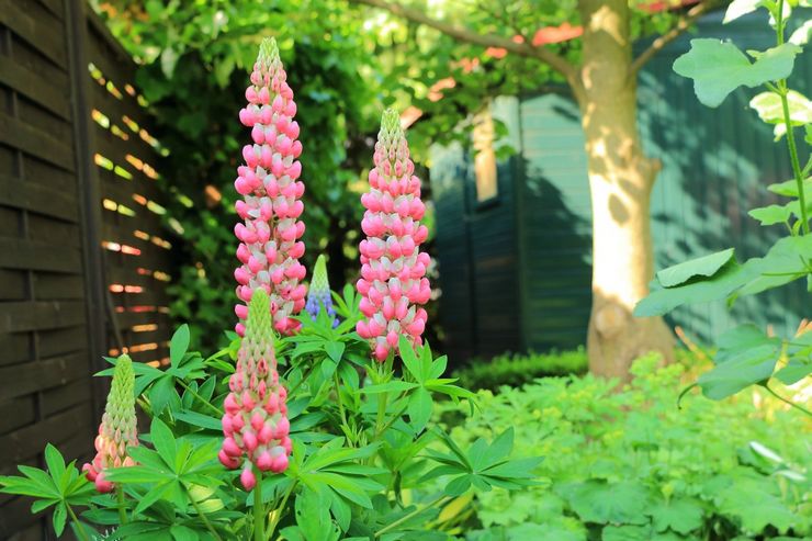 Soin du lupin dans le jardin