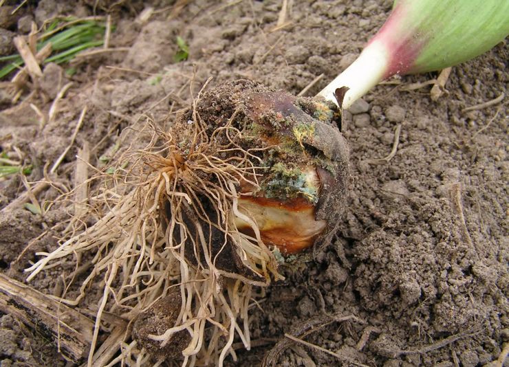 Maladies et ravageurs des jonquilles