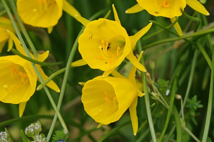 Narcisse Bulbocodium