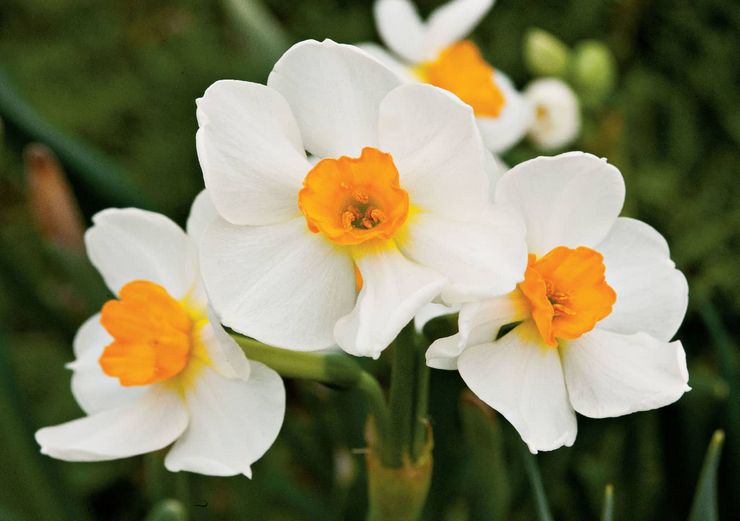 Jonquilles multiflores ou jonquilles