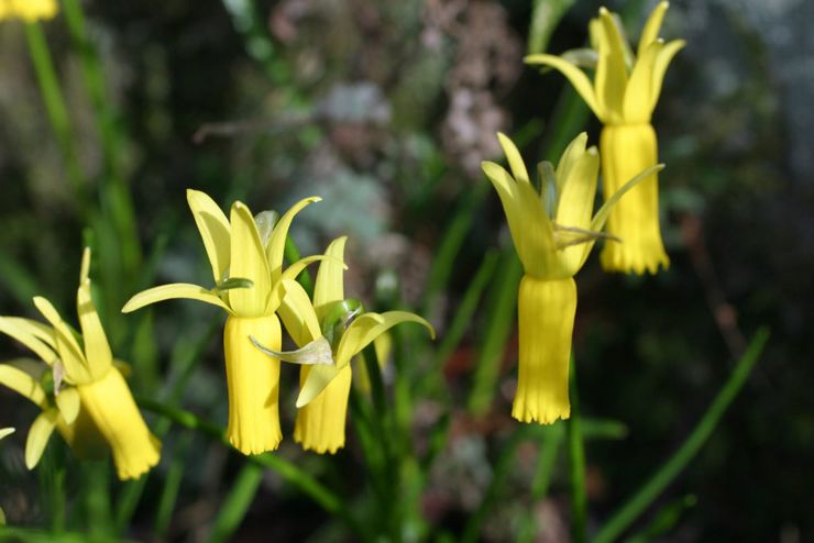 Jonquilles cyclamen