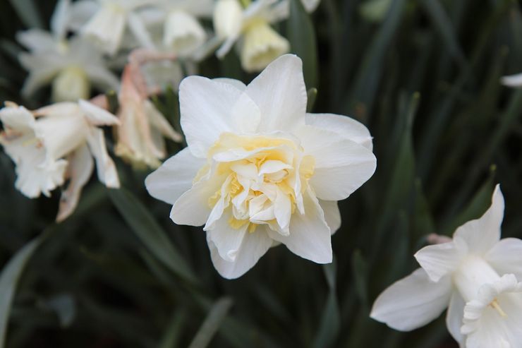 Jonquilles Terry